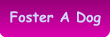 Foster A Dog